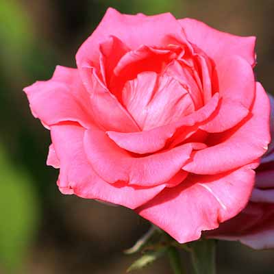 نگار عبدلایوا یاریم ده